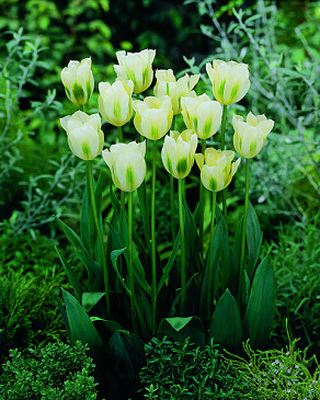 Spring Green