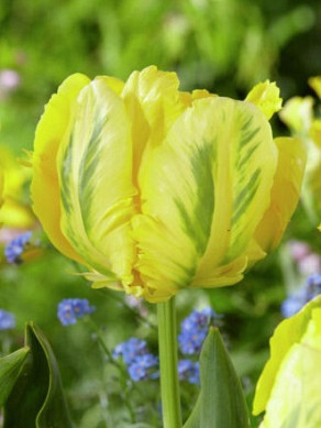 Yellow Madonna®