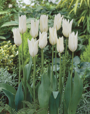 White Triumphator