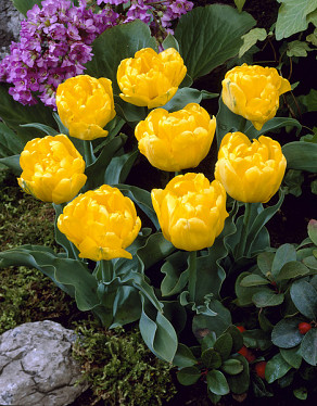 Yellow Baby
