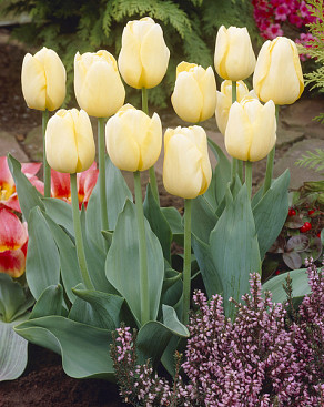 Yellow Present