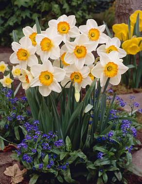 Flower Record