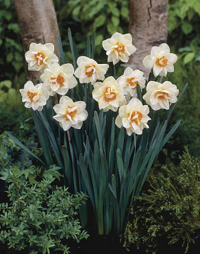 Flower Drift