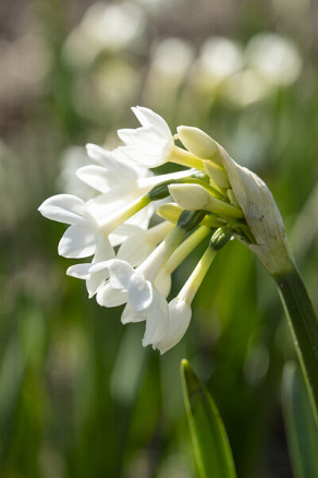 Grandiflora Ziva