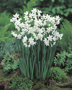 Grandiflora Ziva