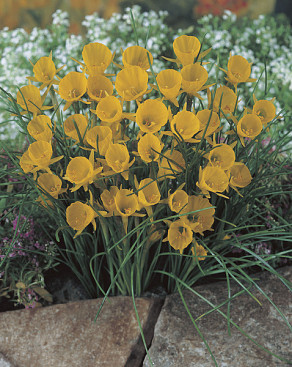 Golden Bells