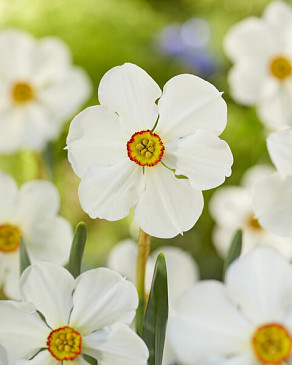 Actaea