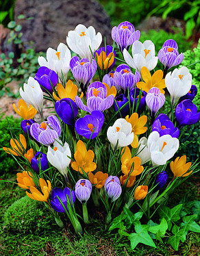 Crocus gemengd