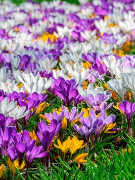 Crocus gemengd