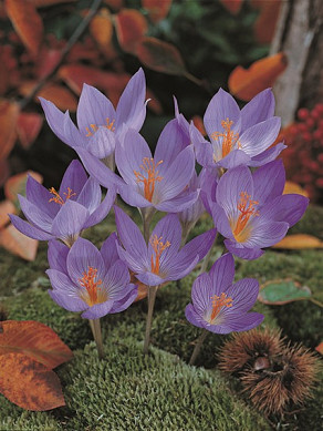 Speciosus