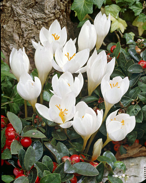 Speciosus Albus