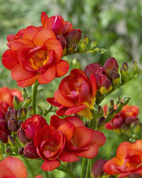 Red Beauty