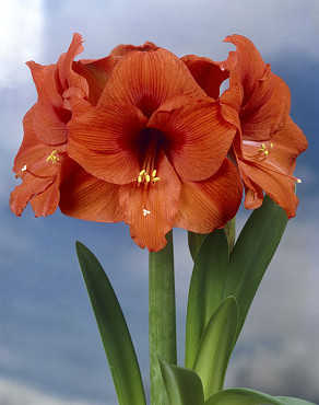 Orange Souvereign