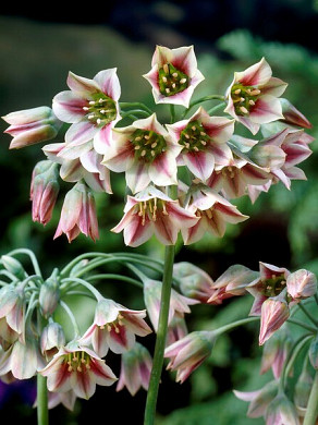 siculum ssp. bulgaricum