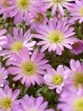 blanda Pink Star
