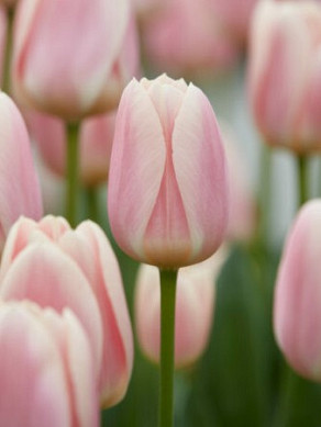 Apricot Delight