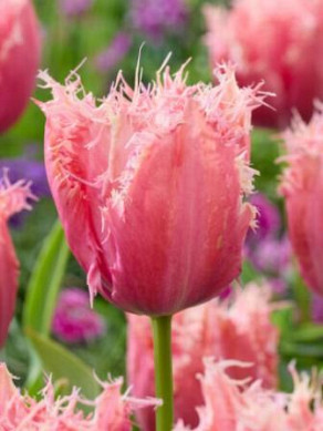 Paleis het Loo®