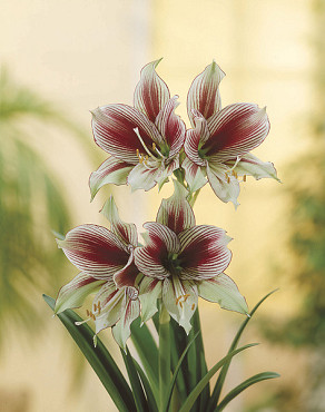 Papillio