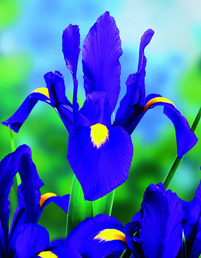 Purple Sensation