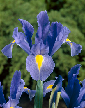 Sapphire Beauty