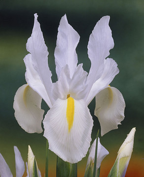 White van Vliet