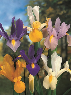 Iris gemengd