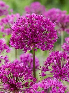 Allium afl.