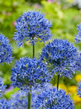 Caeruleum