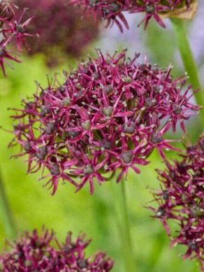 Atropurpureum