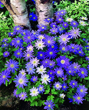 Blanda Blue Shades gemengd