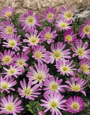Blanda Pink Star