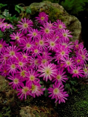 Blanda Violet Star