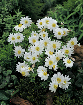 Blanda White Splendour