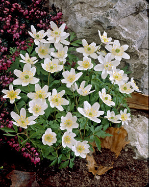 Nemorosa