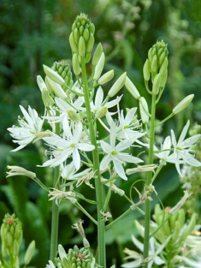 leichtlinii Alba