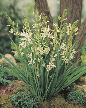 leichtlinii Alba