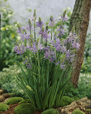 leichtlinii Caerulea
