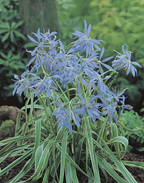 Quamash (Esculenta)