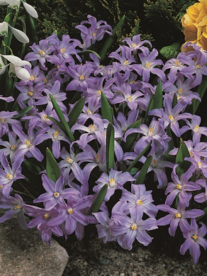 Luciliae (gigantea)