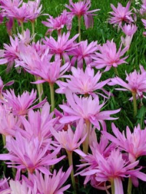 Autumnale Pleniflorum