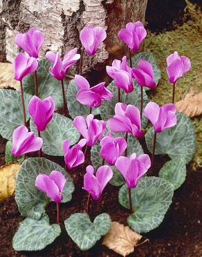 Cilicicum