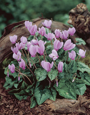Hederifolium (neopolitanum)