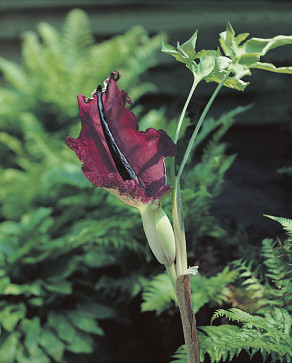Vulgaris