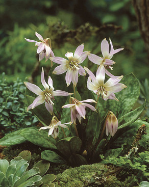 Dens-canis Lilac Wonder
