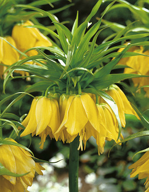 Lutea