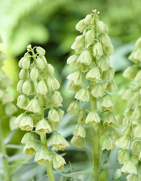 Ivory Bells