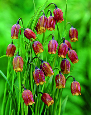 Uva-vulpis (assyriaca)