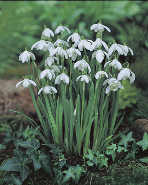Nivalis Flore Pleno (dubbel)
