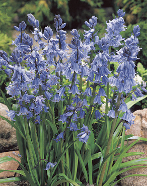 hispanica Blauw