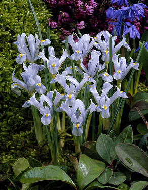 Reticulata Cantab